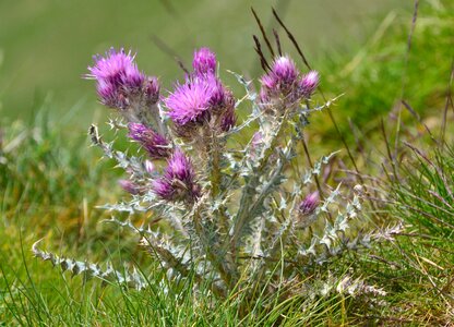 Thistle flower wild photo