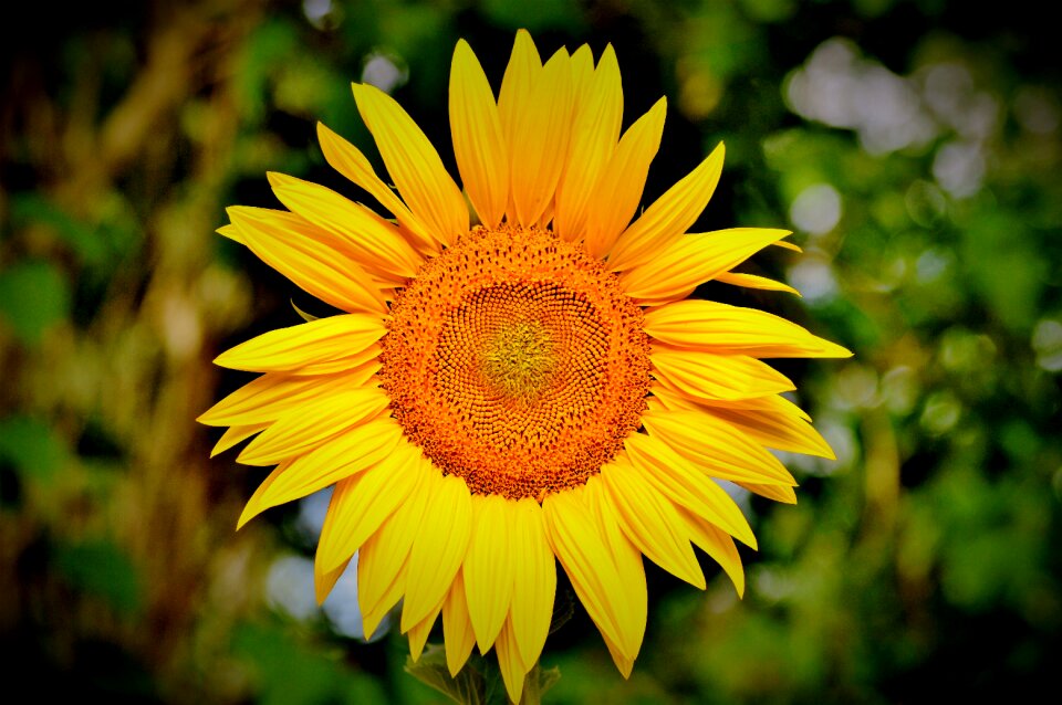Bloom blossom bloom
