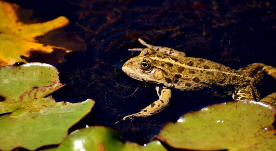 Water frog frog pond high photo