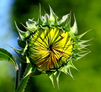 Sunflower bud close up datailaufnahme photo