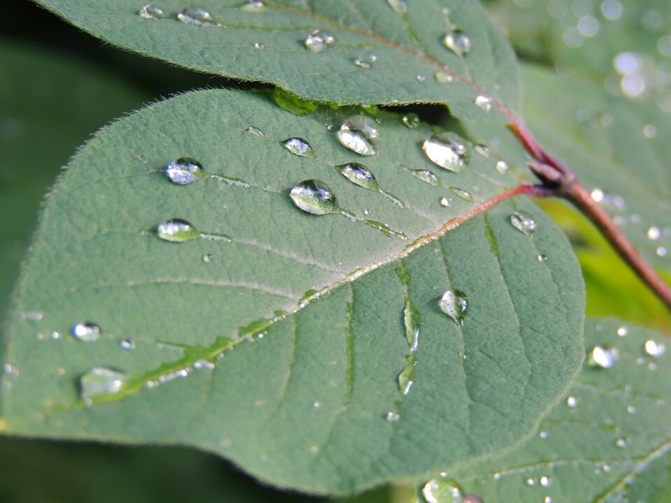 Nature water drops flora