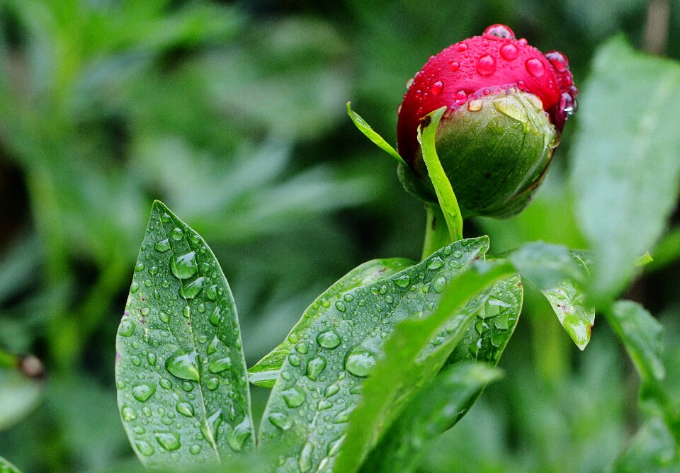 Raindrop nature macro