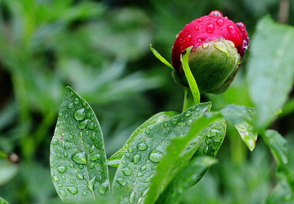 Raindrop nature macro photo