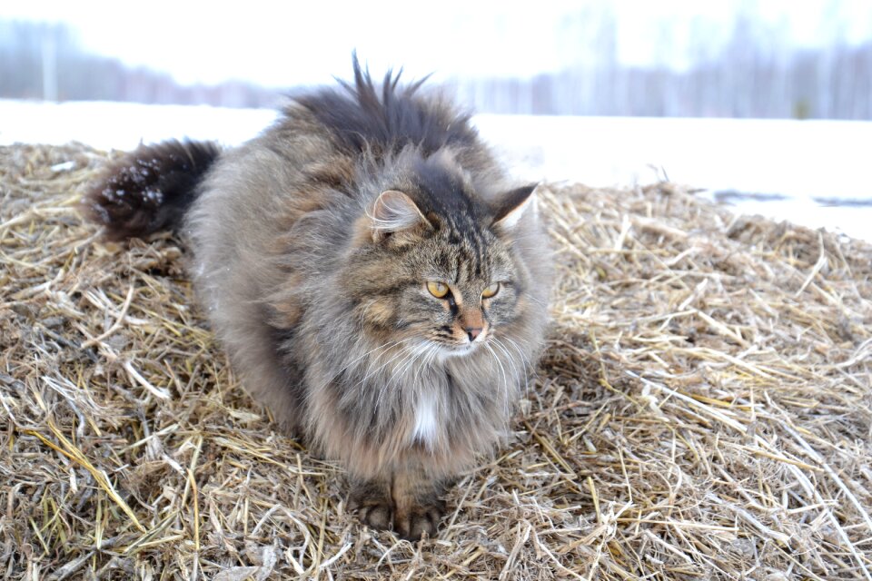 Grey siberian cat rustic