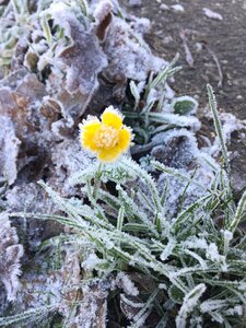 Nature frost bloom