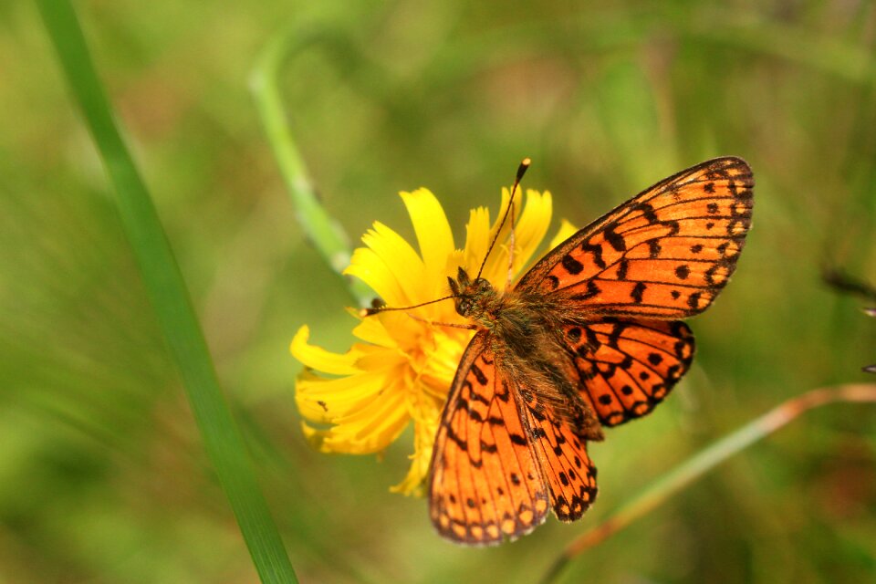Insect wings spring