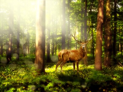 Mood landscape forest