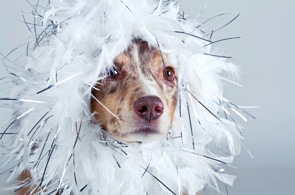 Panel white purebred dog