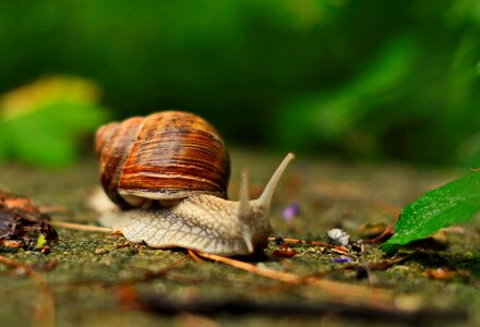 Green shell nature