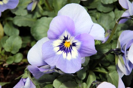 Violet plant flowers flora