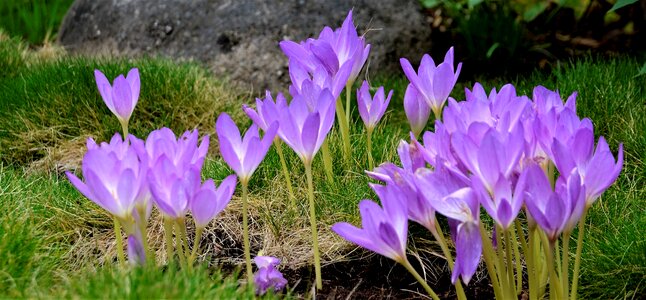 Purple blossom plant
