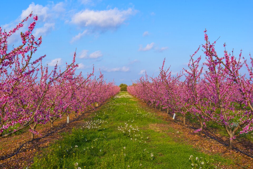 Rosa trees fruit trees