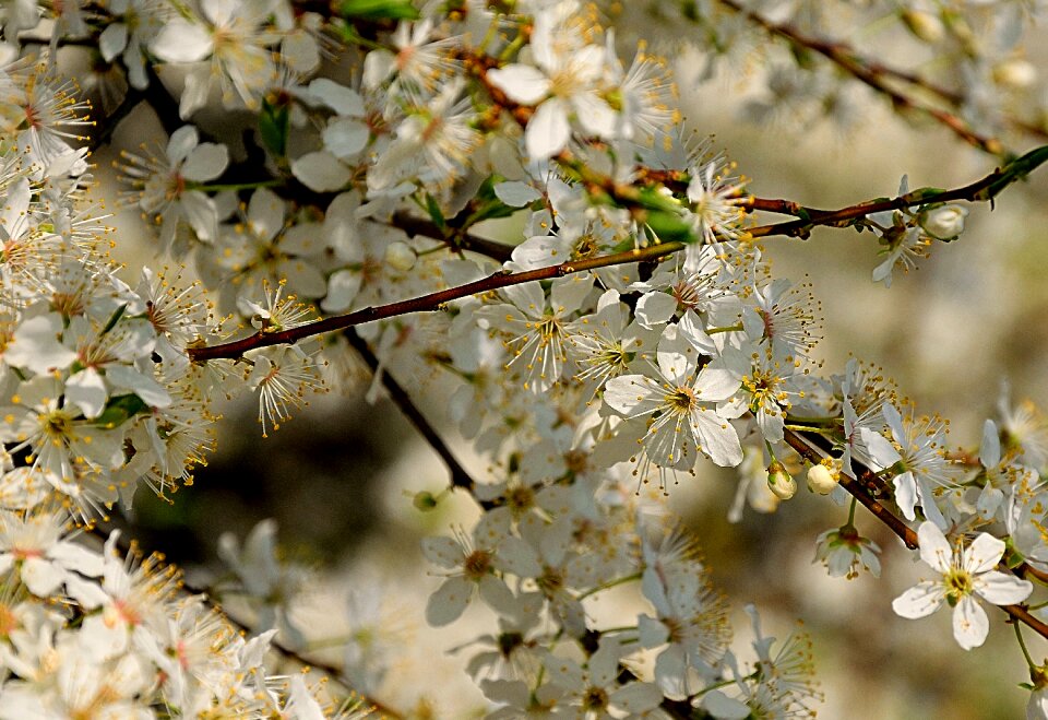 Spring white flowers nature