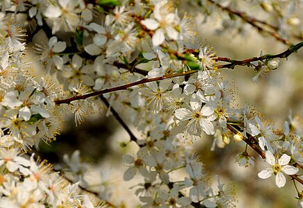 Spring white flowers nature