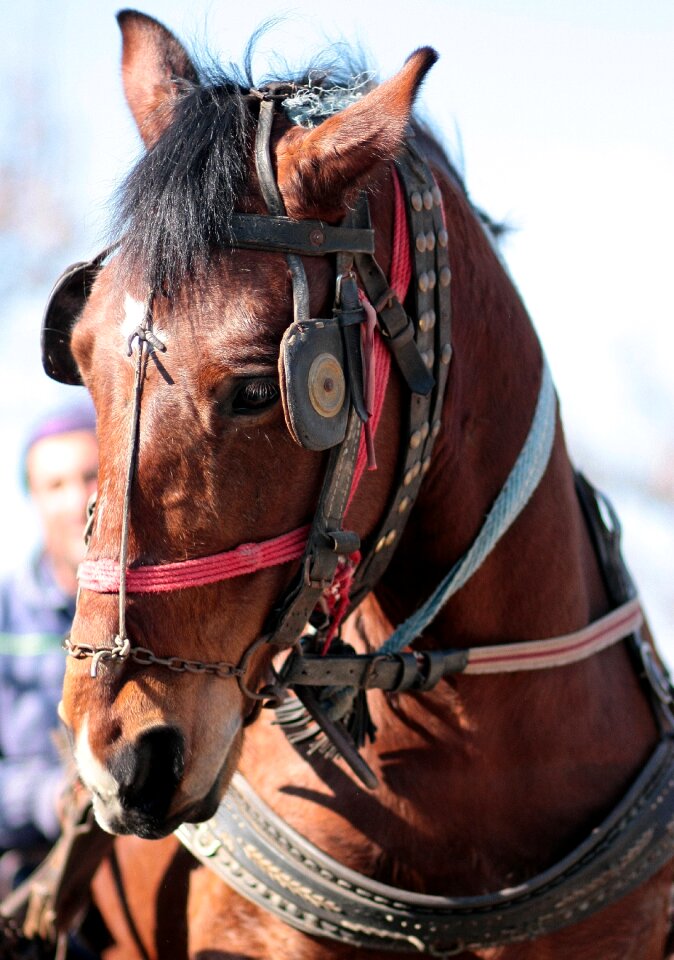 Brown pet equine photo