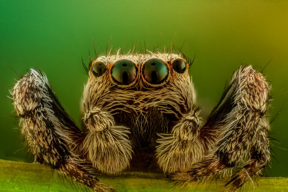 Nature insect arachnid