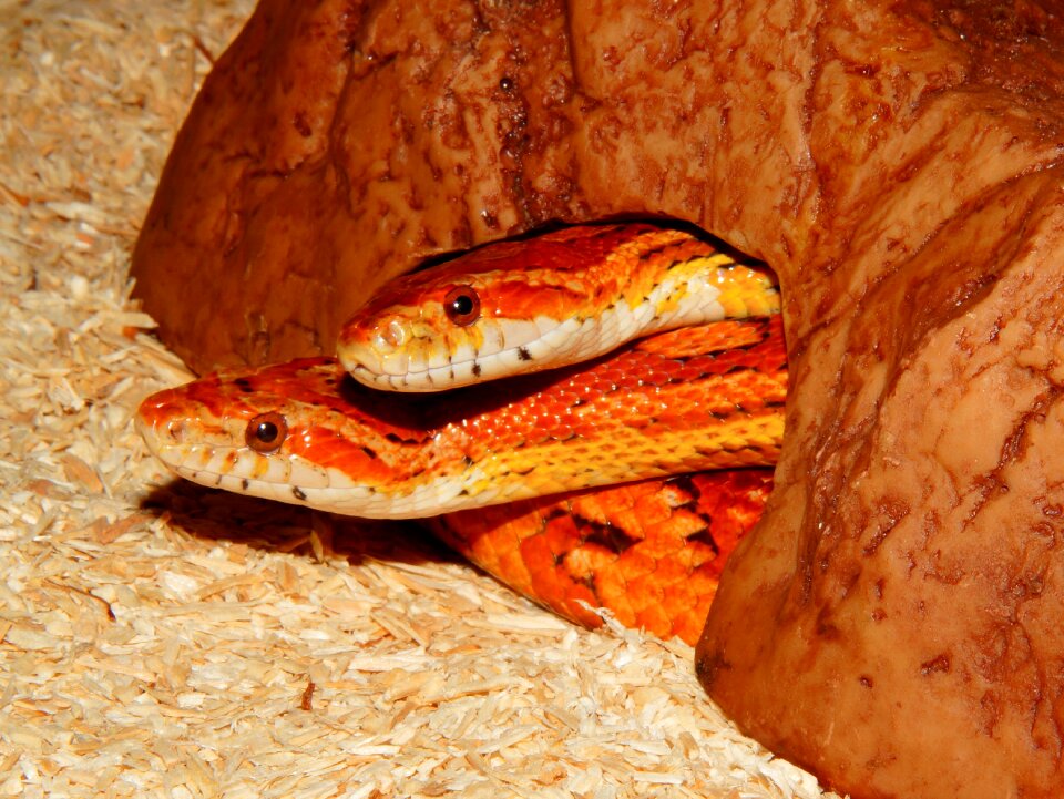 Reptile constrictor creature