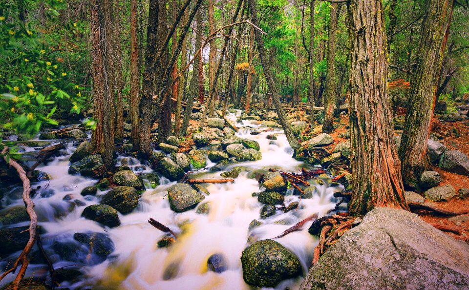 Green trees river