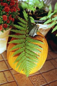 Orange autumn halloween