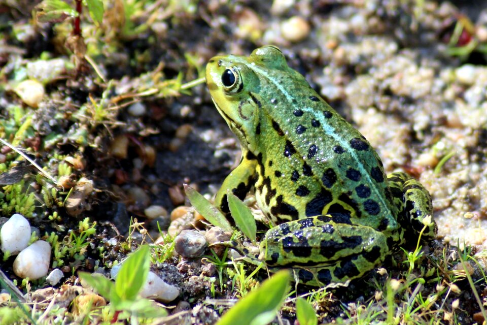 Frog green green frog
