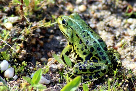 Frog green green frog
