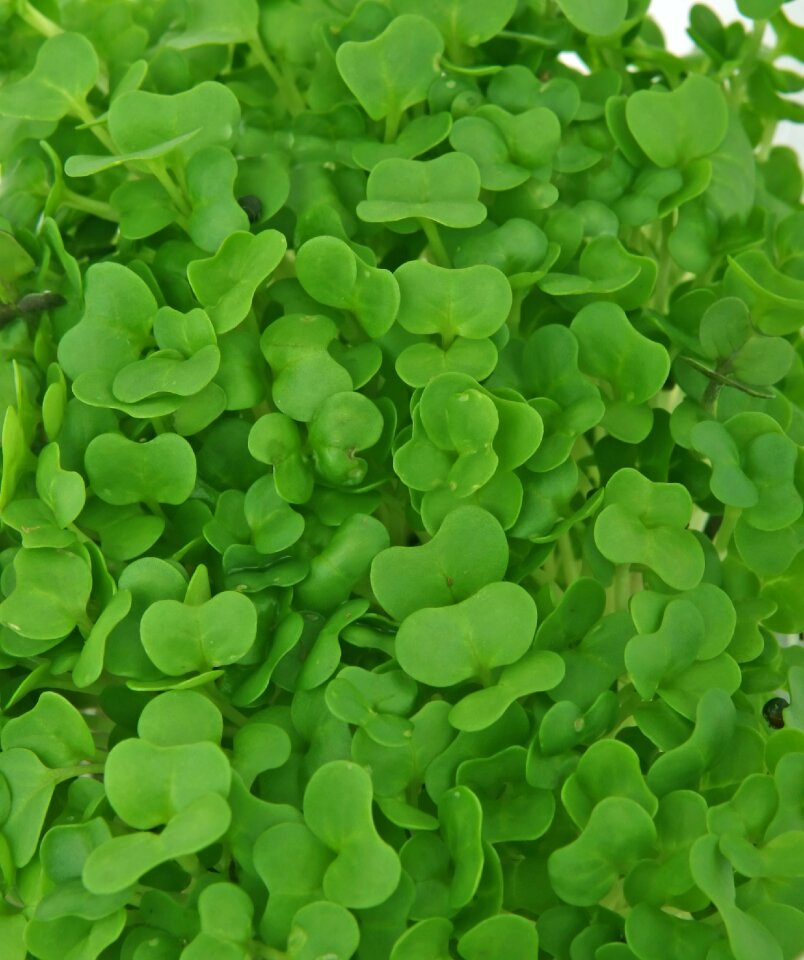 Colorful cooking cress