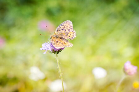 Butterfly nature summer photo