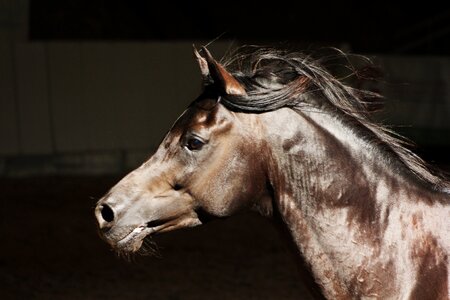 Stallion arabian horse ride