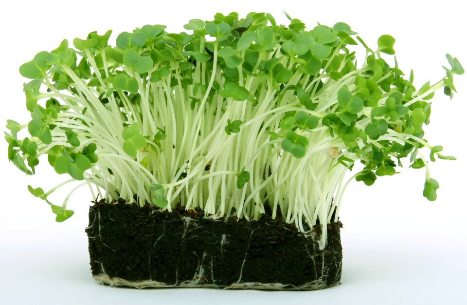 Flowering fresh green
