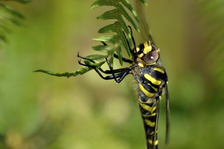 Golden-ringed dragonfly nature wildlife photo