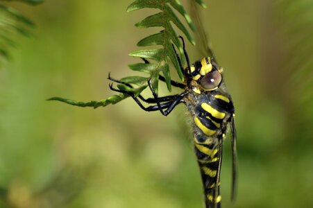 Golden-ringed dragonfly nature wildlife
