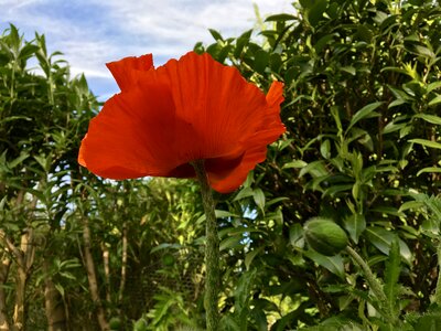 Garden nature red