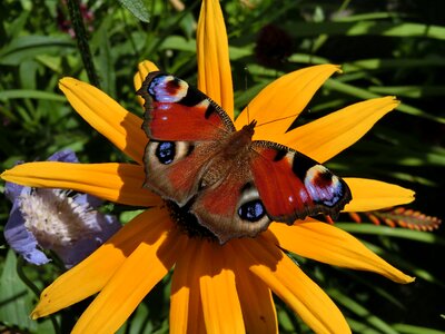 Garden border flowers