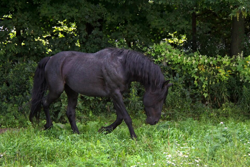 Stallion blue roan equus photo