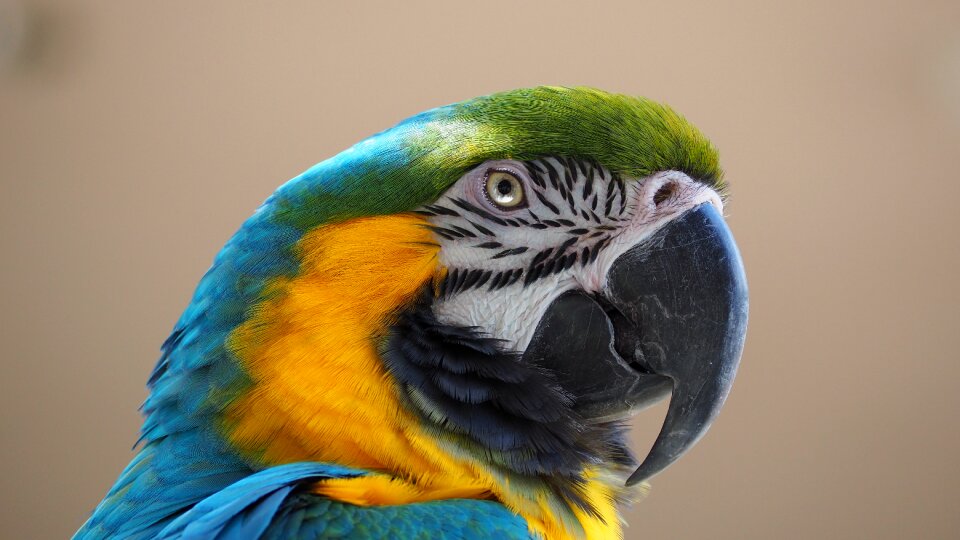 Bird beak animal photo