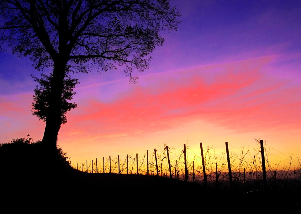 Vines sunset romantic