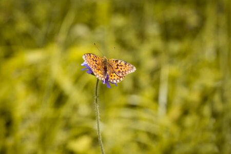 Butterfly nature summer