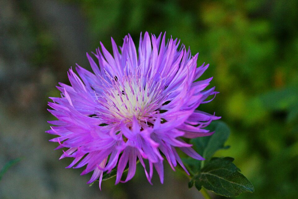 Petals color summer