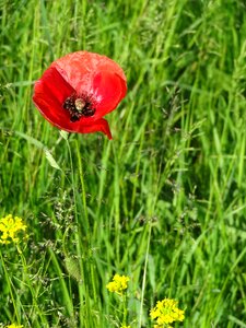 Red poppy nature summer meadow photo