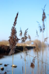 Chiemsee water reed blue photo