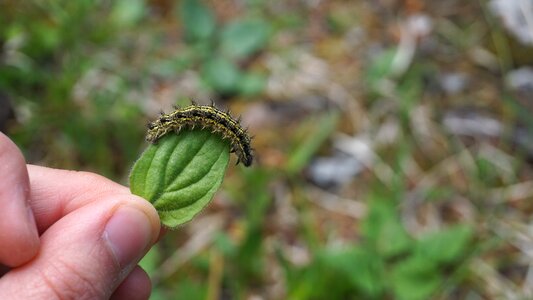 Close up thick caterpillar animal