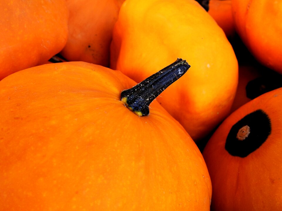 Decoration vegetables harvest