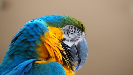 Bird beak animal photo