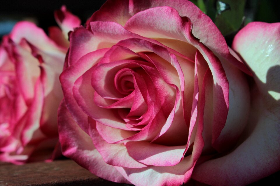 Bloom flower rose bloom