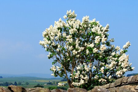 Flowers white blossom
