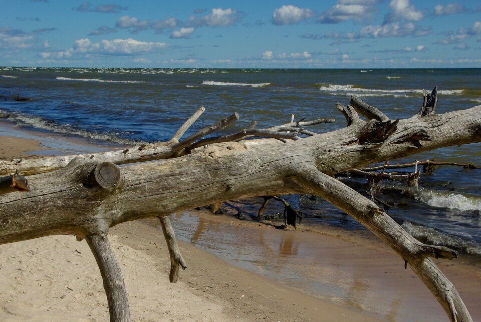 Latvia driftwood wild nature