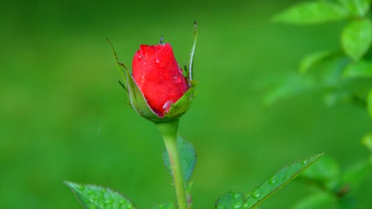 Bloom flower red