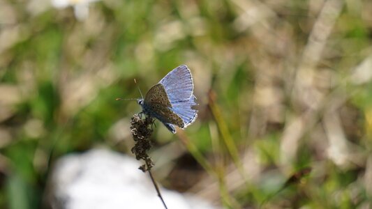 Wing close up nature