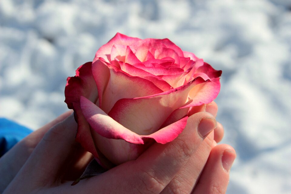 Bloom flower rose bloom