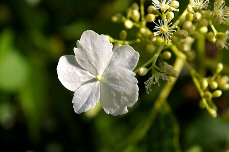 Bloom white blossom awakening